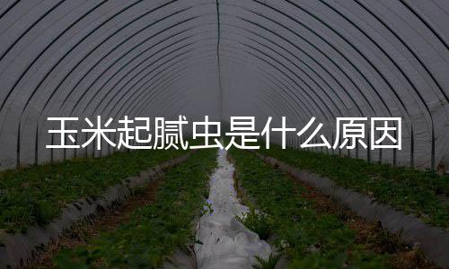 玉米原因起腻虫是什么