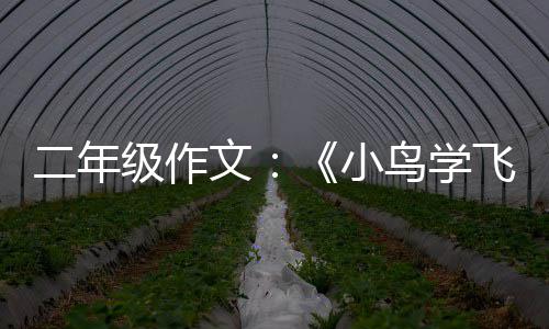 二年鸟学文级作小飞翔