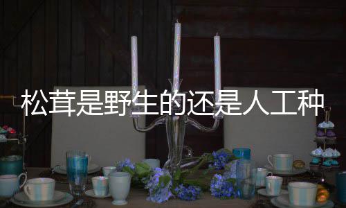人工种的还是松茸是野生的
