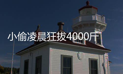 芋头头 斤芋么作用的功小偷效与狂拔凌晨是什